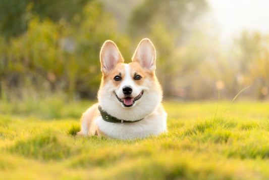 20 Benefits of Booking a Dog Blow Dry - DoggiesGoneWild