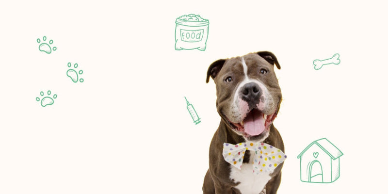A smiling Pitbull enjoying the sunny atmosphere at Doggies Gone Wild in Doral, showcasing the joy and comfort our services bring to every dog.