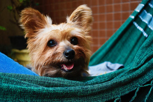Stress-Free Stay: How a Pet Hotel in Miami Ensures Your Pet's Well-Being - DoggiesGoneWild