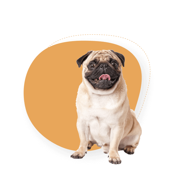 How Much Does Mobile Dog Grooming in Miami Cost?